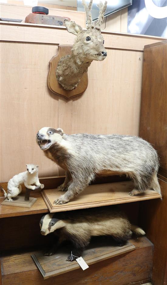 Two taxidermic badgers and a mounted deers head